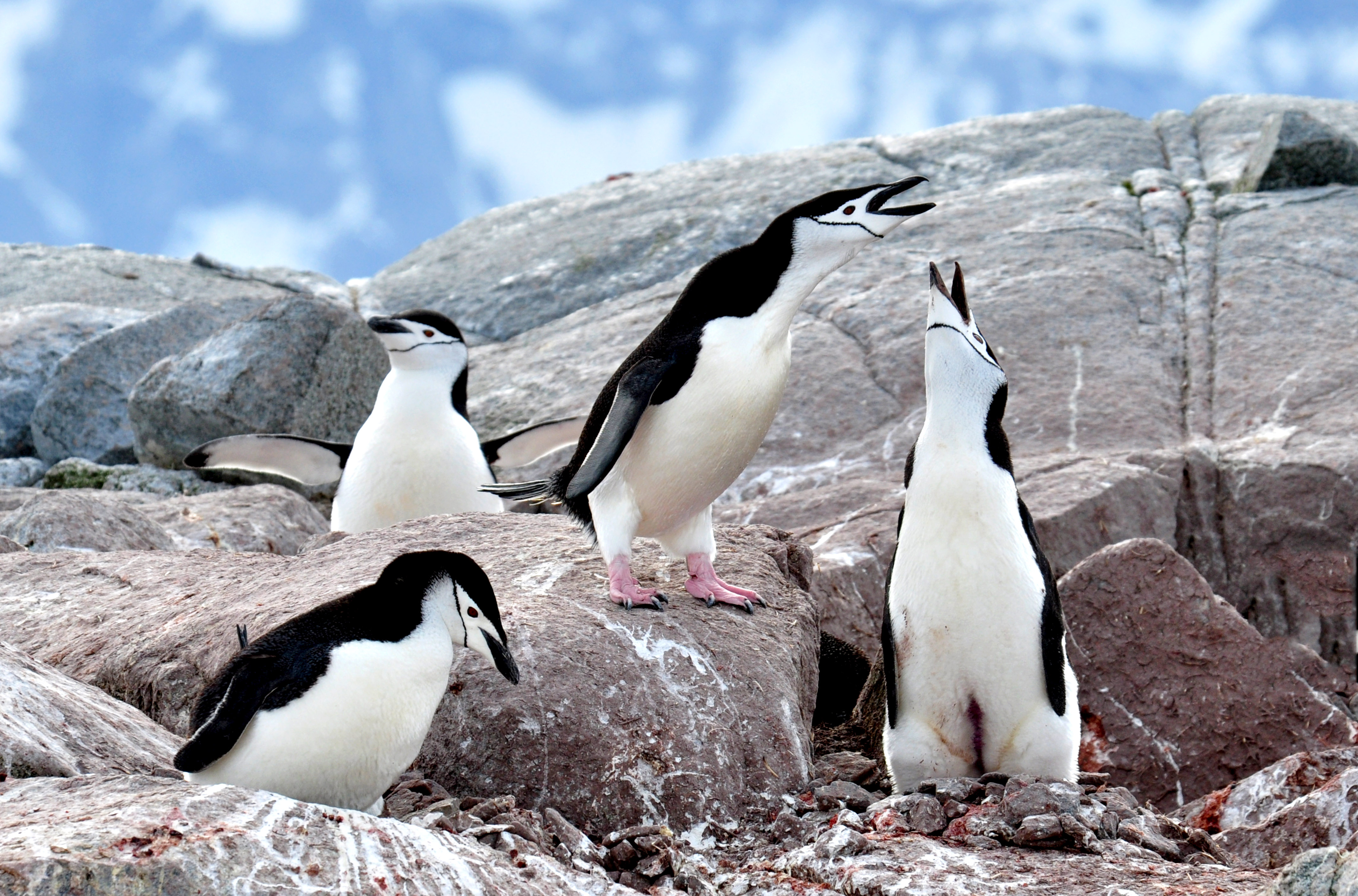 南极揽胜(二十二)动物篇之帽带企鹅
