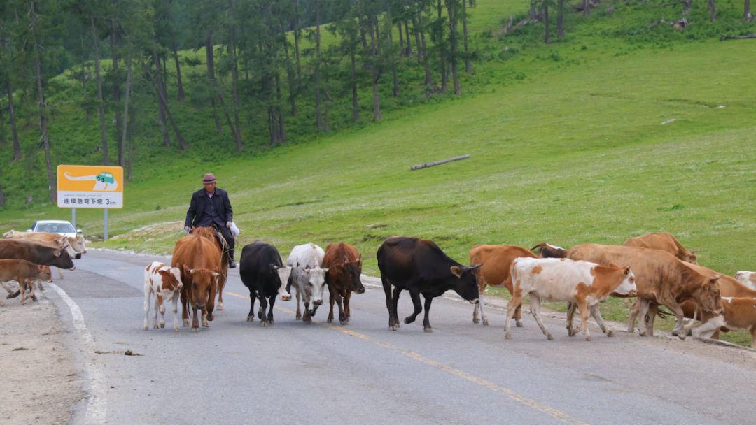 中描绘的阿勒泰像是一个世外桃源,在她笔下一个名叫「喀吾图」的地方