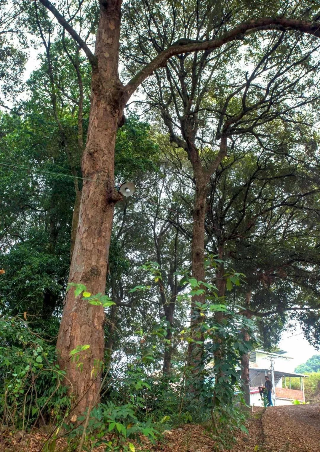 外形可爱,味道可口的"圆子"有许多关于的童年回忆,当年出发的地方,是