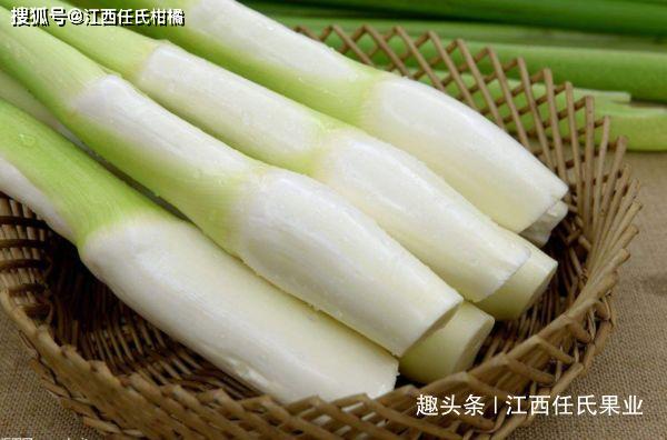 江西任氏果业茭白,茭笋,茭瓜,茭白笋,禾笋,水笋,菰笋,菰瓜,菰首,茭首