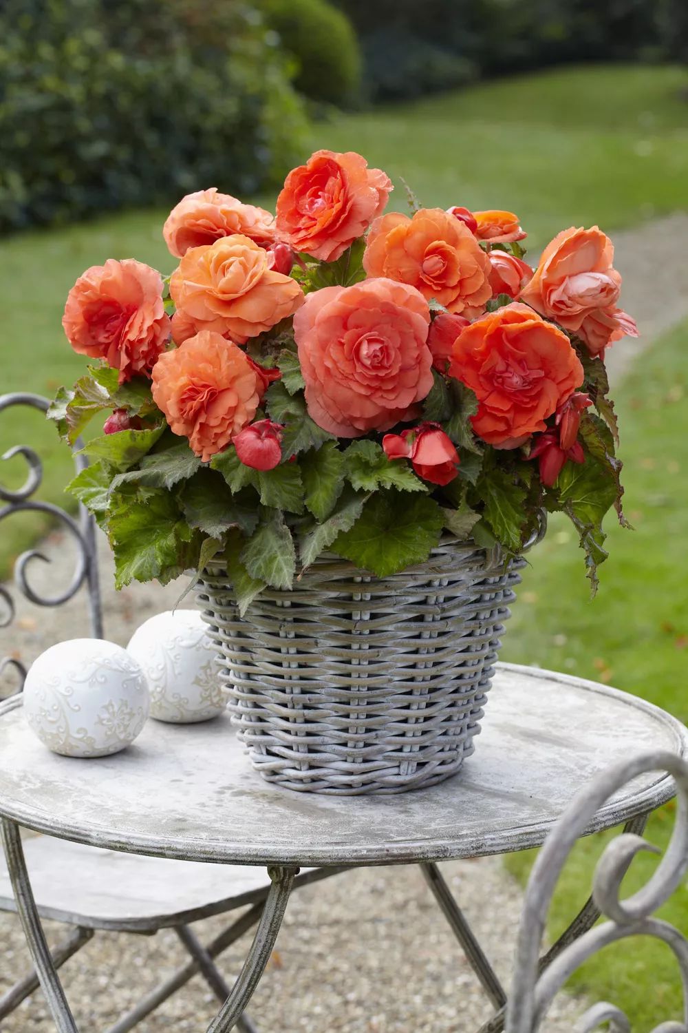 垂吊型△球根海棠品种那么多,该如何选择呢?