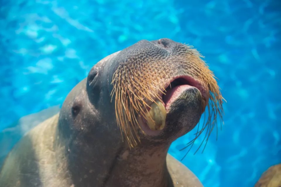海象馆则安居着一只叫做"巴顿"的雄性海象,大块头看上去比前面的都有