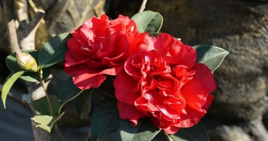 生死之间落椿知多少_茶花