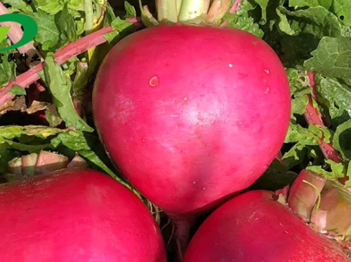 原创海丰阿东大红萝卜分雌雄痛风患者为何喜食它