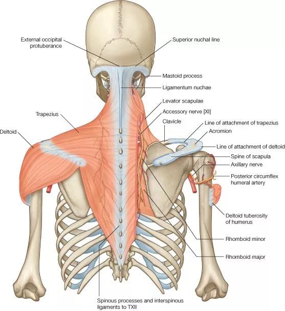 斜角肌位置 解剖图图片