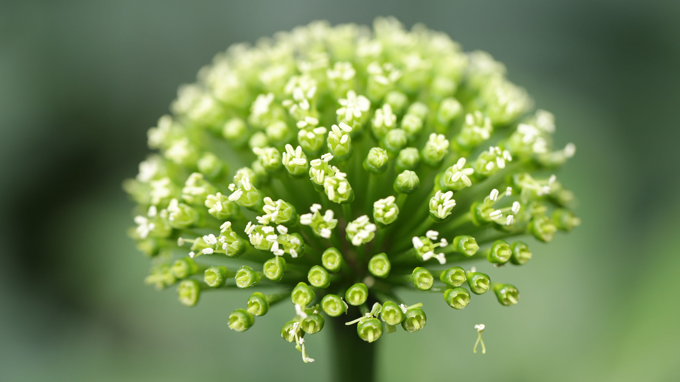 参考云南省食品药品监督管理局(云ynzyc-0310-2010)号,三七花标准