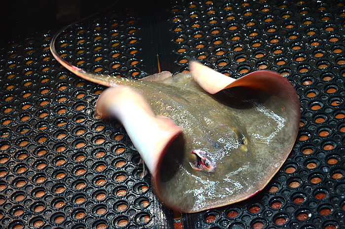 开店27年不忘初心,美味实惠正宗地道,厦门必吃海鲜大排档!_伍鱼