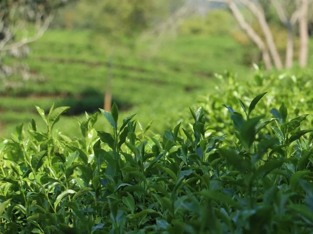 在福鼎,福鼎好茶在磻溪,三点告诉你磻溪茶的好(上)|吾雨茶课堂_茶树