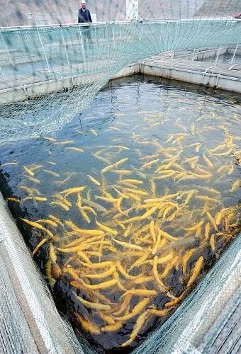 【養殖技術】鮭鱒魚網箱養殖場要做好那些日常管理工作?