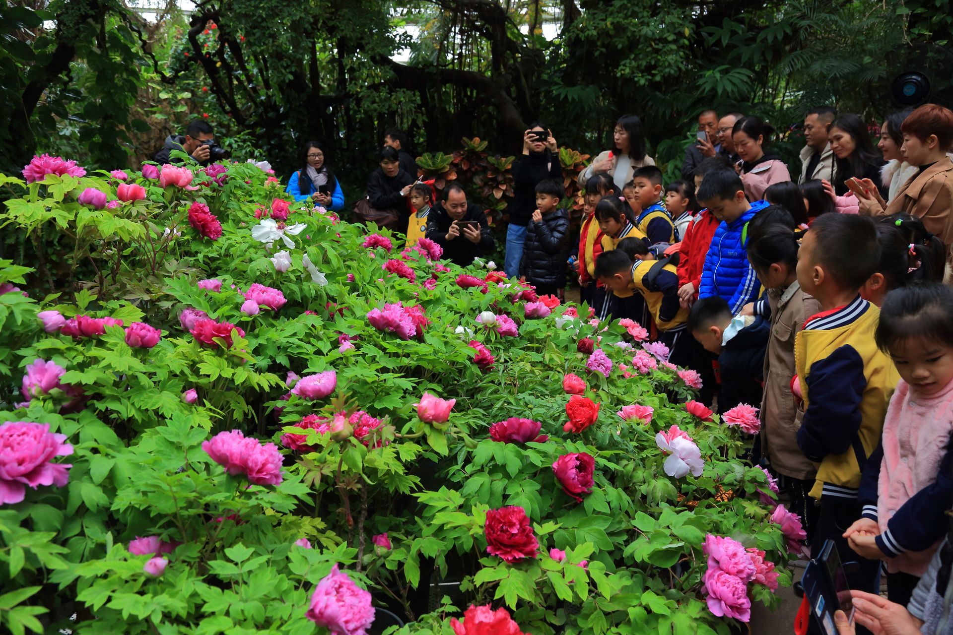 2020鼠年春节来了上万株洛阳牡丹广州惊艳亮相