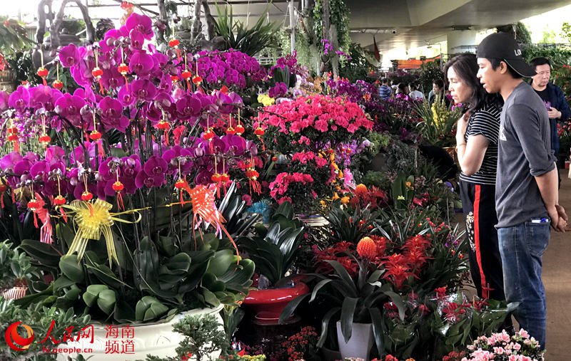 海口:花市喜气迎新春 小型精致年花成市场新宠