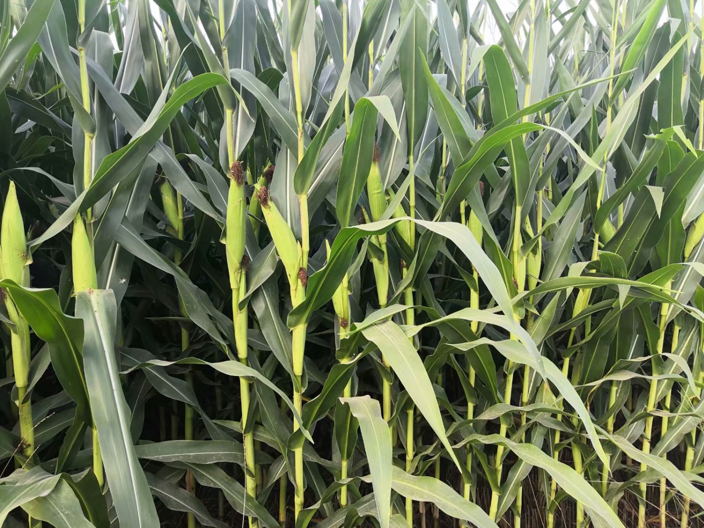 陕科6号裕丰303蠡玉88蠡玉16迪卡653迪卡517农大372登海533玉米种子