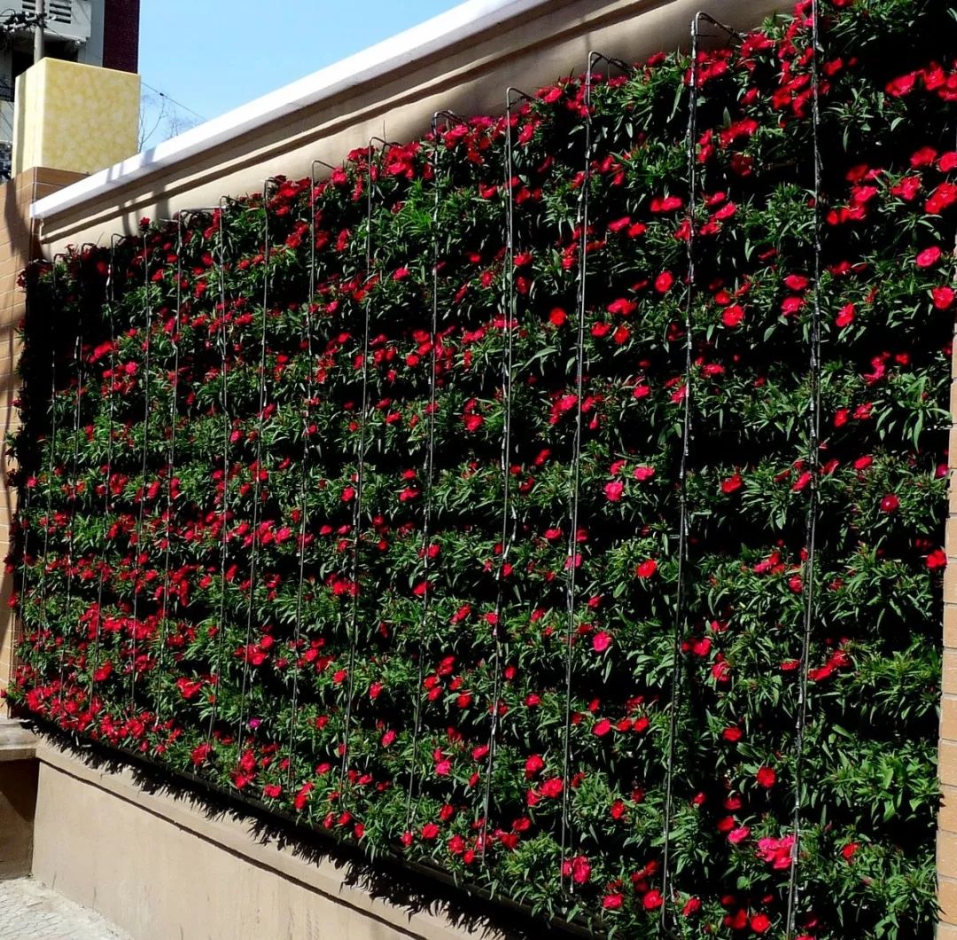 如何选用合适的植物墙