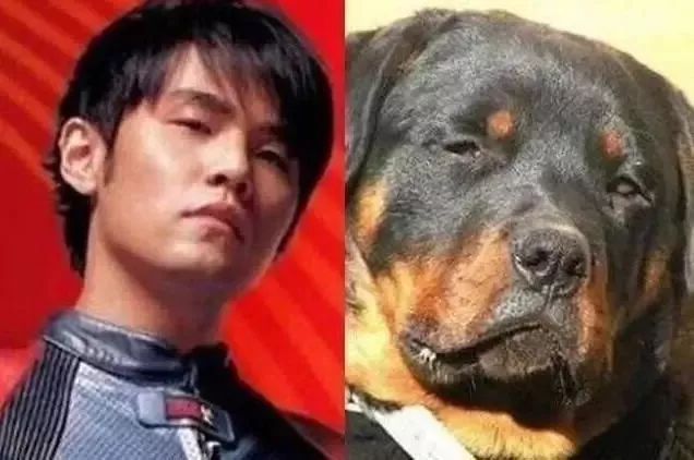 黄渤和柴犬撞脸图片图片