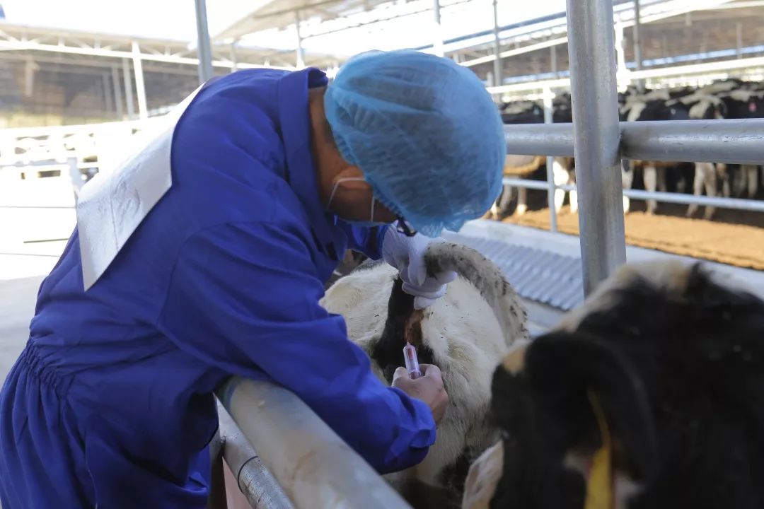 安排了专业的兽医技术人员对牛进行采血,将采集的样本送往海关技术