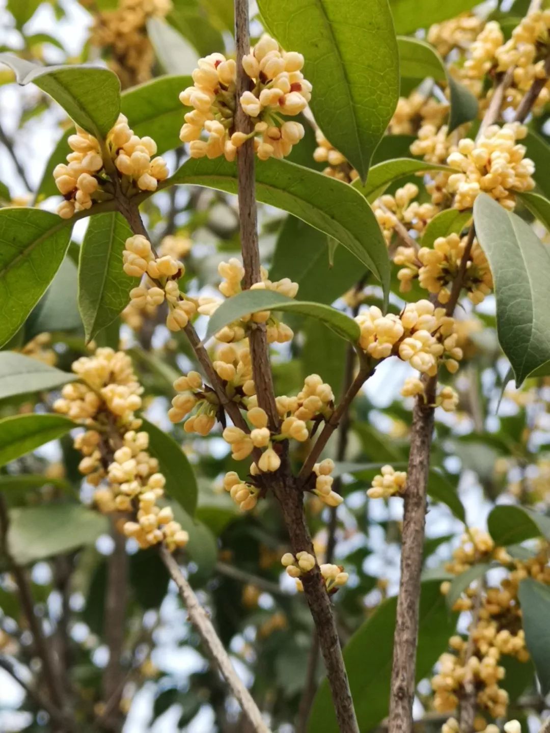 赏花果行287三九严寒银桂花开