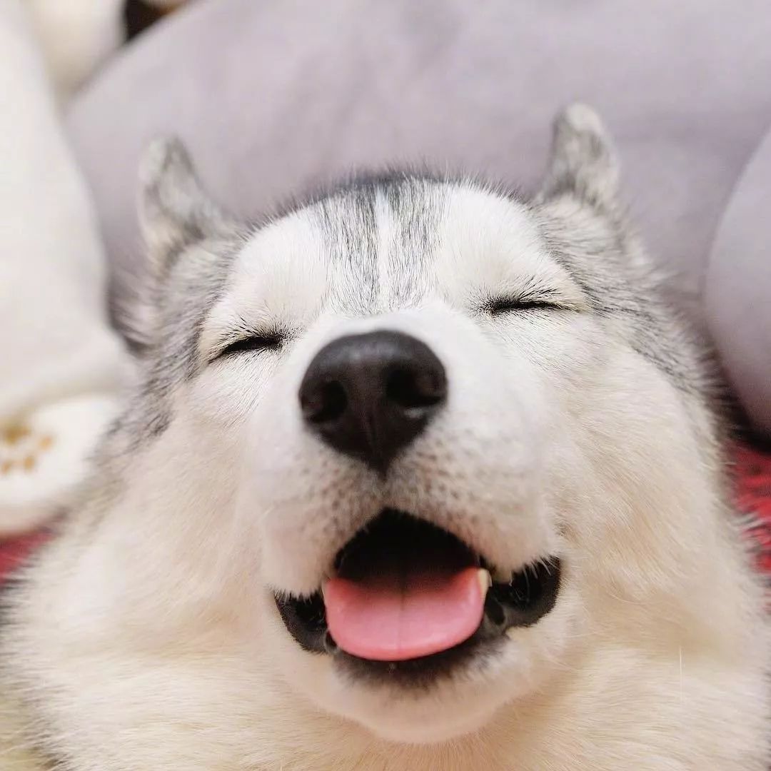 小时候的二哈也太软萌了!凭这颜值,拆了家你会生气吗