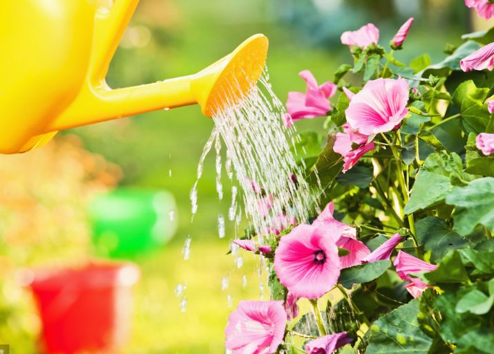 养花"浇水三年功",需要怎么练?原来浇水也是有讲究的!