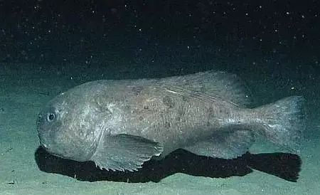 愿你没有"水滴鱼"这样的忧郁