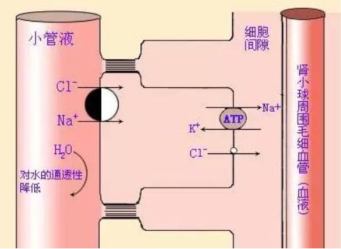 这个时候细胞外液渗透压增大,下丘脑神经分泌细胞会分泌抗利尿激素