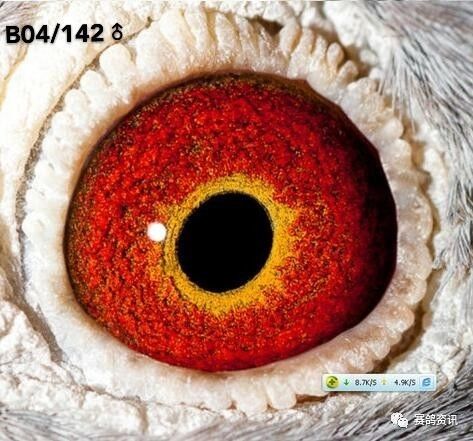 詹森最后的顶级鸽眼欣赏!