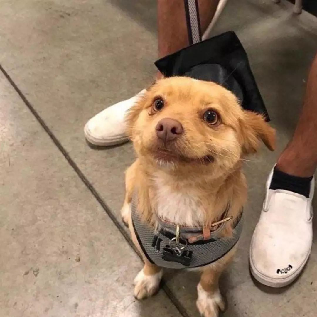 笑死2020年全面实现狗子沙雕化