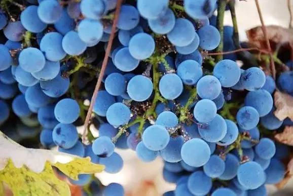 侍酒师培训丹魄西班牙最重要的葡萄品种在整个西班牙都有广泛种植