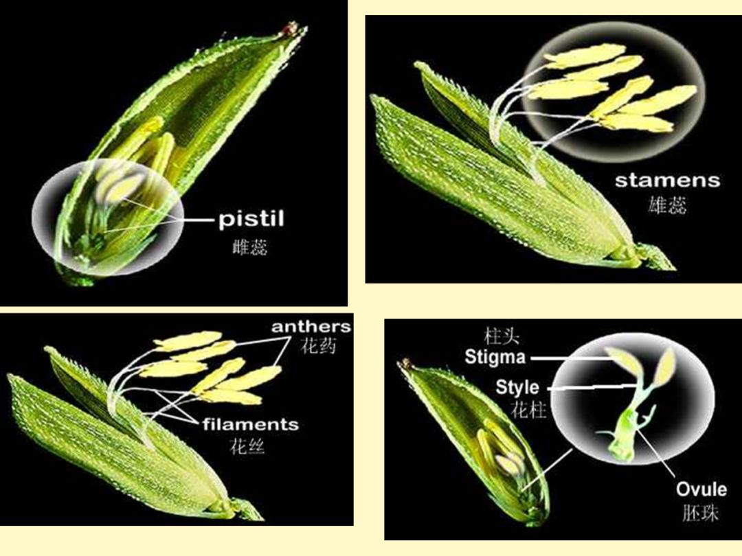 水稻各个部分的分解图图片