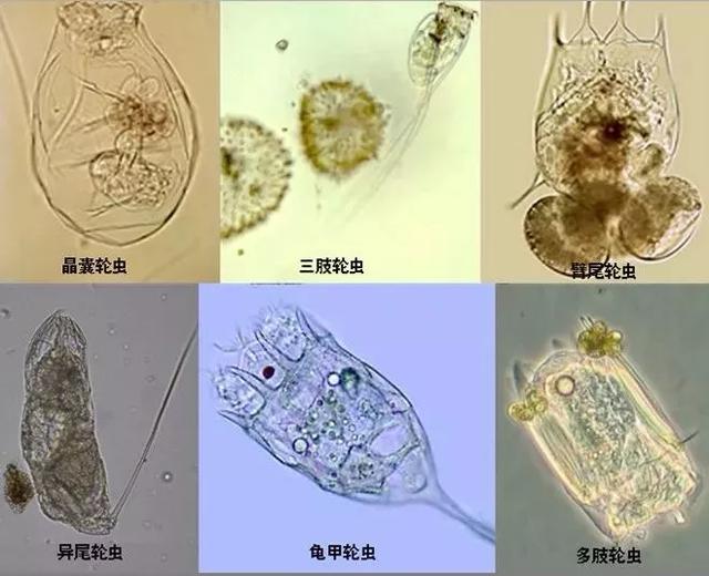 为什么池塘中的轮虫会泛滥成灾如何防止轮虫泛滥