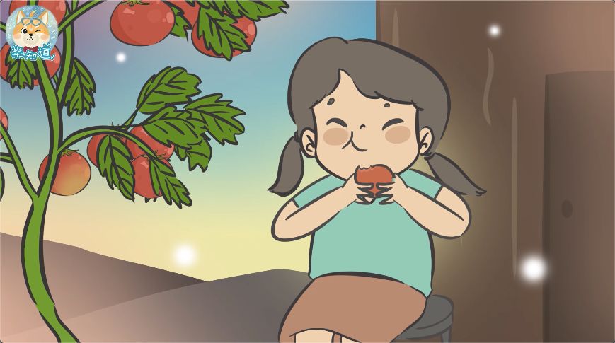关于番茄那些你不知道的事柴知道