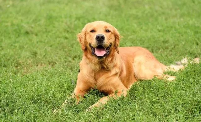 金毛喜当爹,主人给它捡了个媳妇,肚子里还带着8只小狗