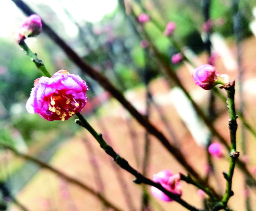 營盤山公園紅梅含苞待放