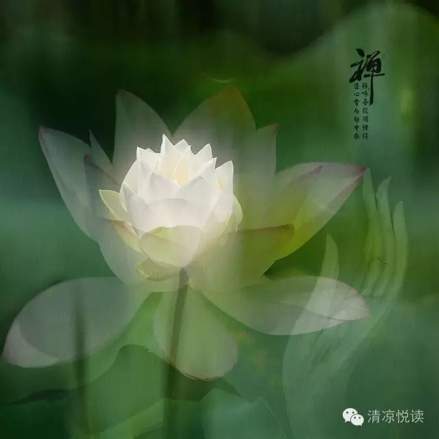 清涼禪音雲水禪心花開見佛