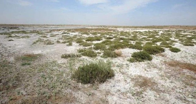 盐碱地能变"天使"的"魔鬼" 胜伟"神兵天降"