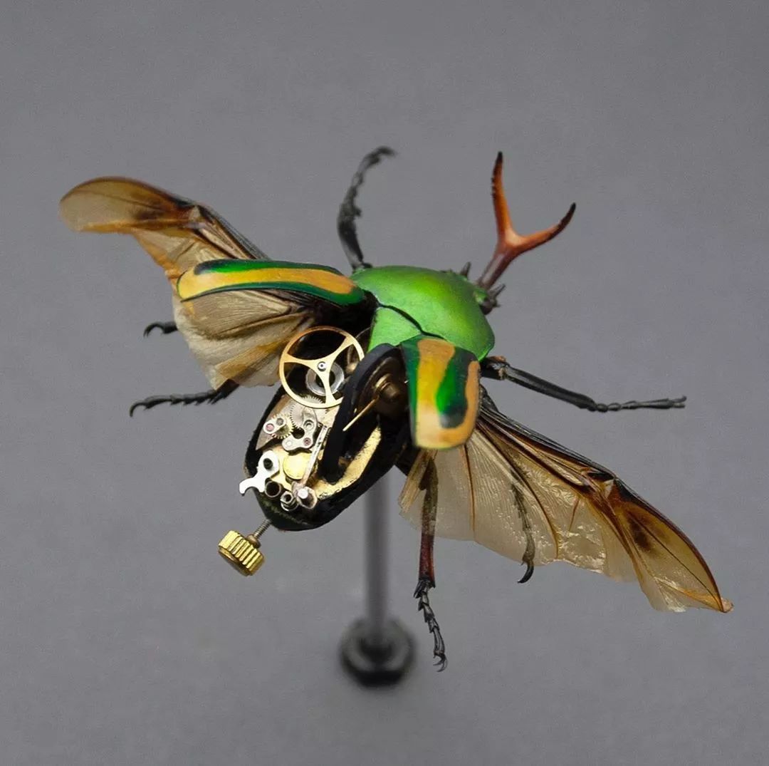 机械昆虫美国艺术家mikelibby