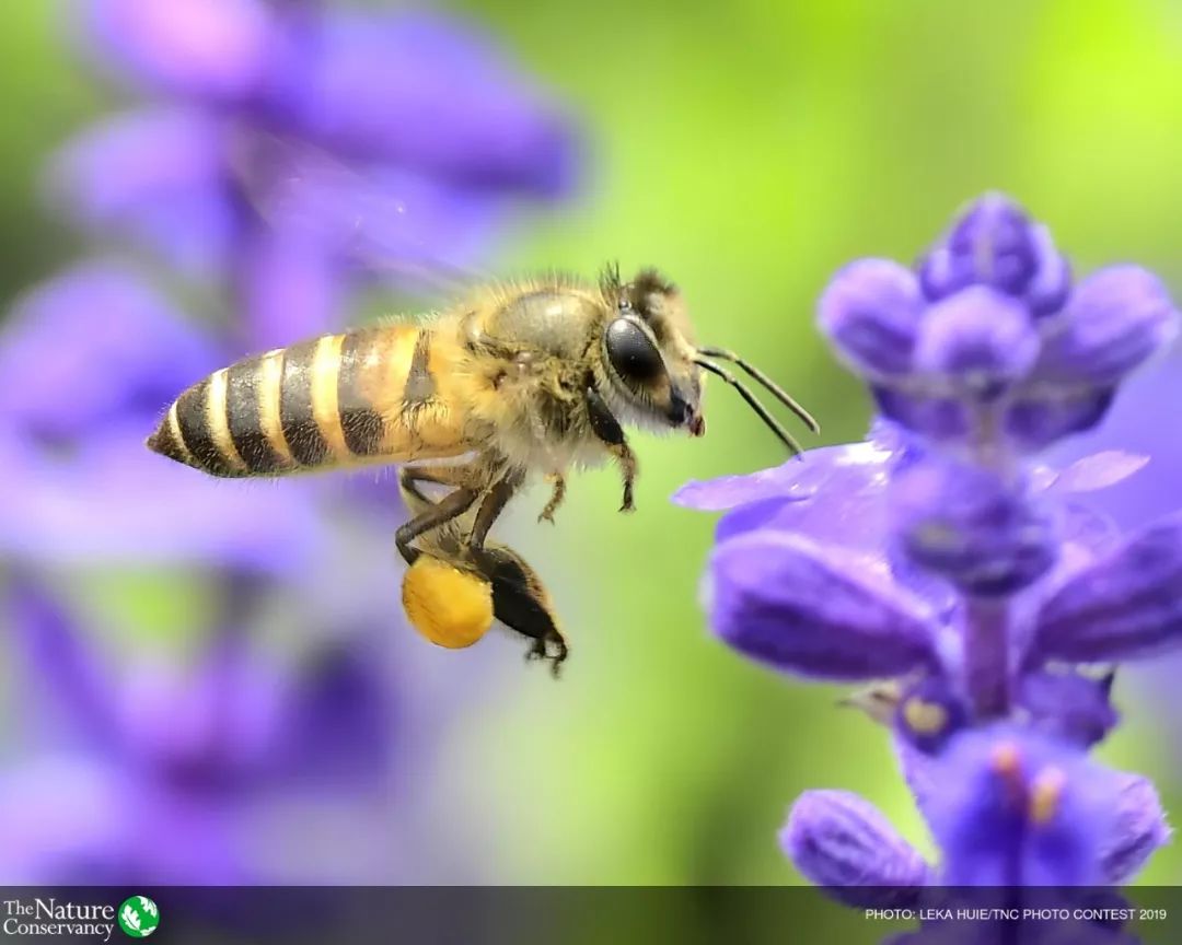 蜜蜂怎么说话的 蜜蜂怎么说话的视频