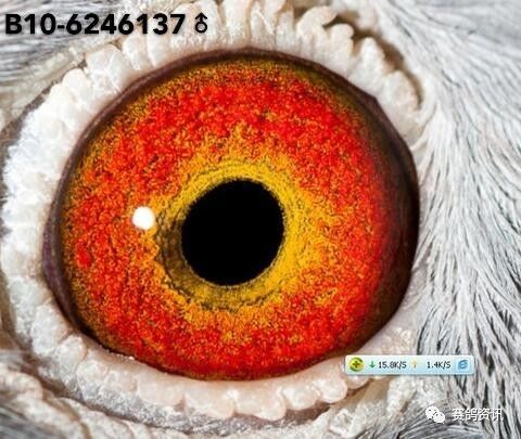 詹森最后的顶级鸽眼欣赏!