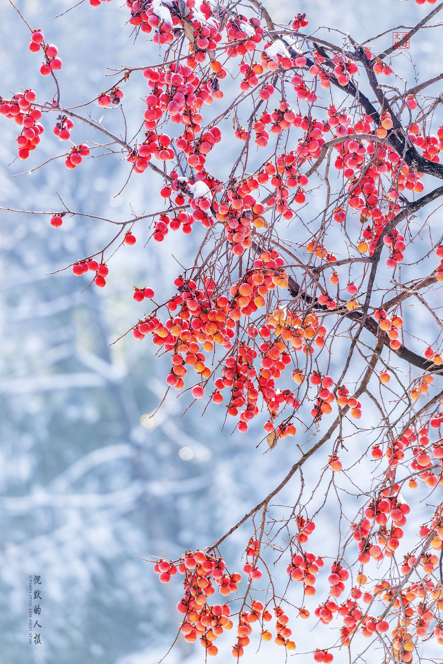 摄影欣赏冬天里的火晶红柿子图