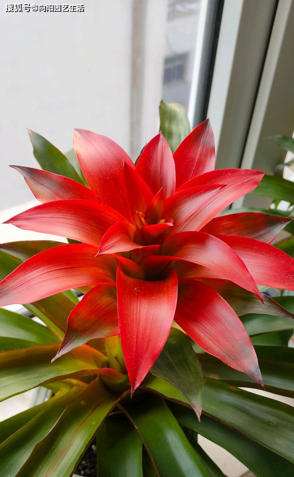 红色花瓣寓意红红火火的生活,仙客来还不怕冻,家里没有暖气照样能养活
