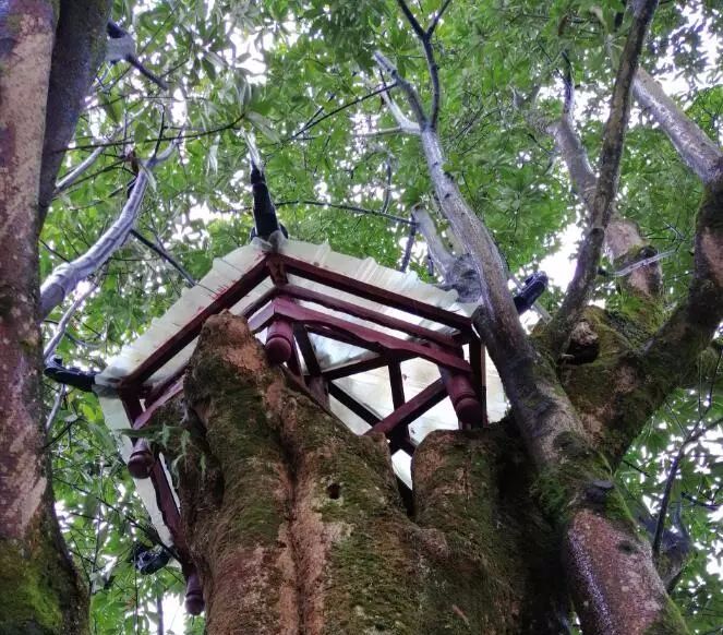 利川保护拯救1700年古树巴东木莲王