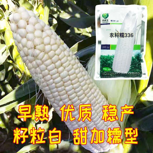 优质获奖玉米品种!高产,品质优异!适应性广!农户可以试种下