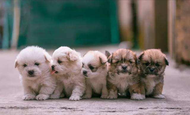 从一窝小狗里挑出狗王有经验的人都用这6个方法