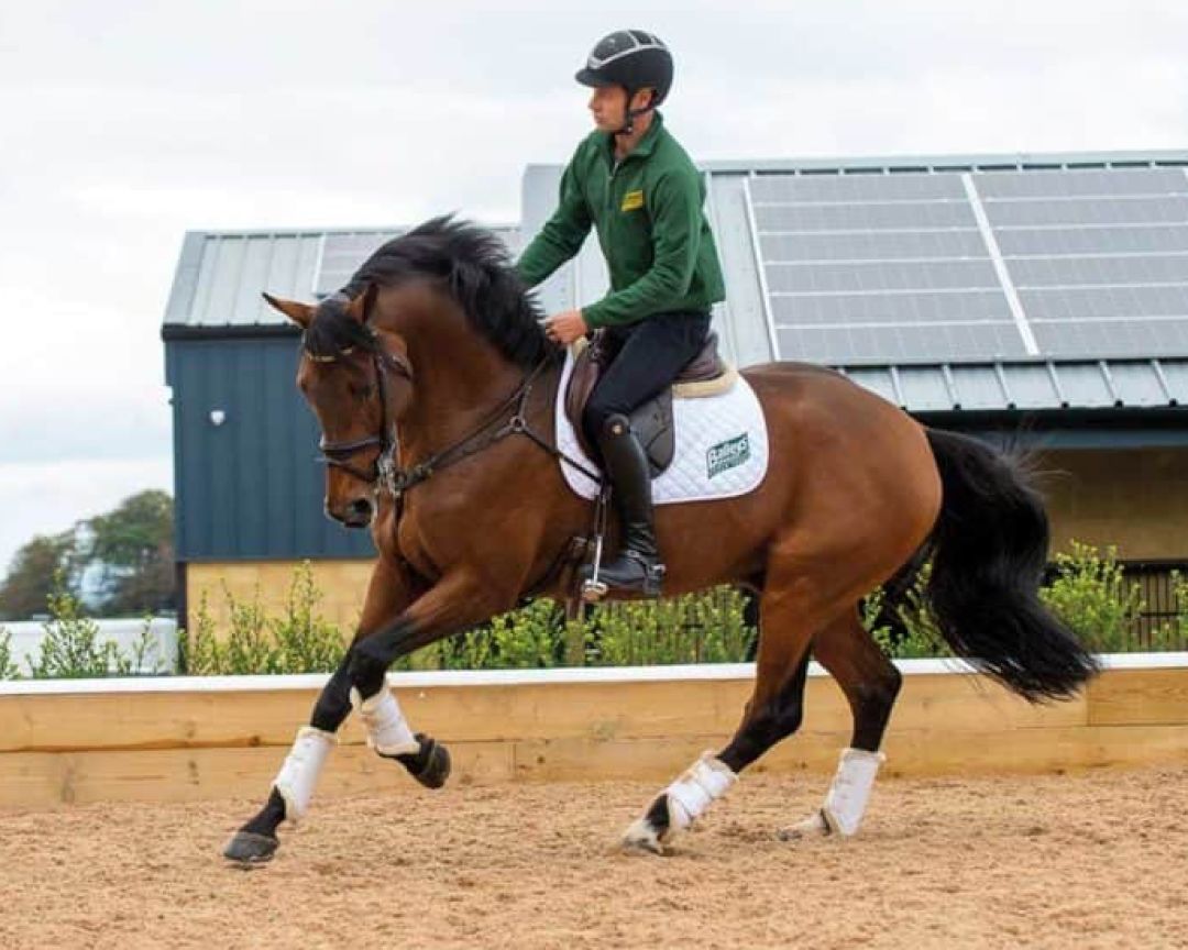 干货如何控制住马的肩膀