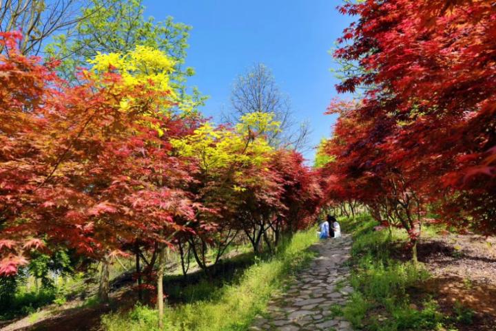 春节到巴南游彩色森林春夏秋冬不同景色不同路春天还会远吗