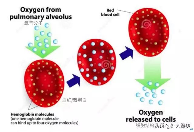 酶的活性以及血红蛋白(虾类,河蟹为血蓝蛋白)运输氧气的功能出现异常