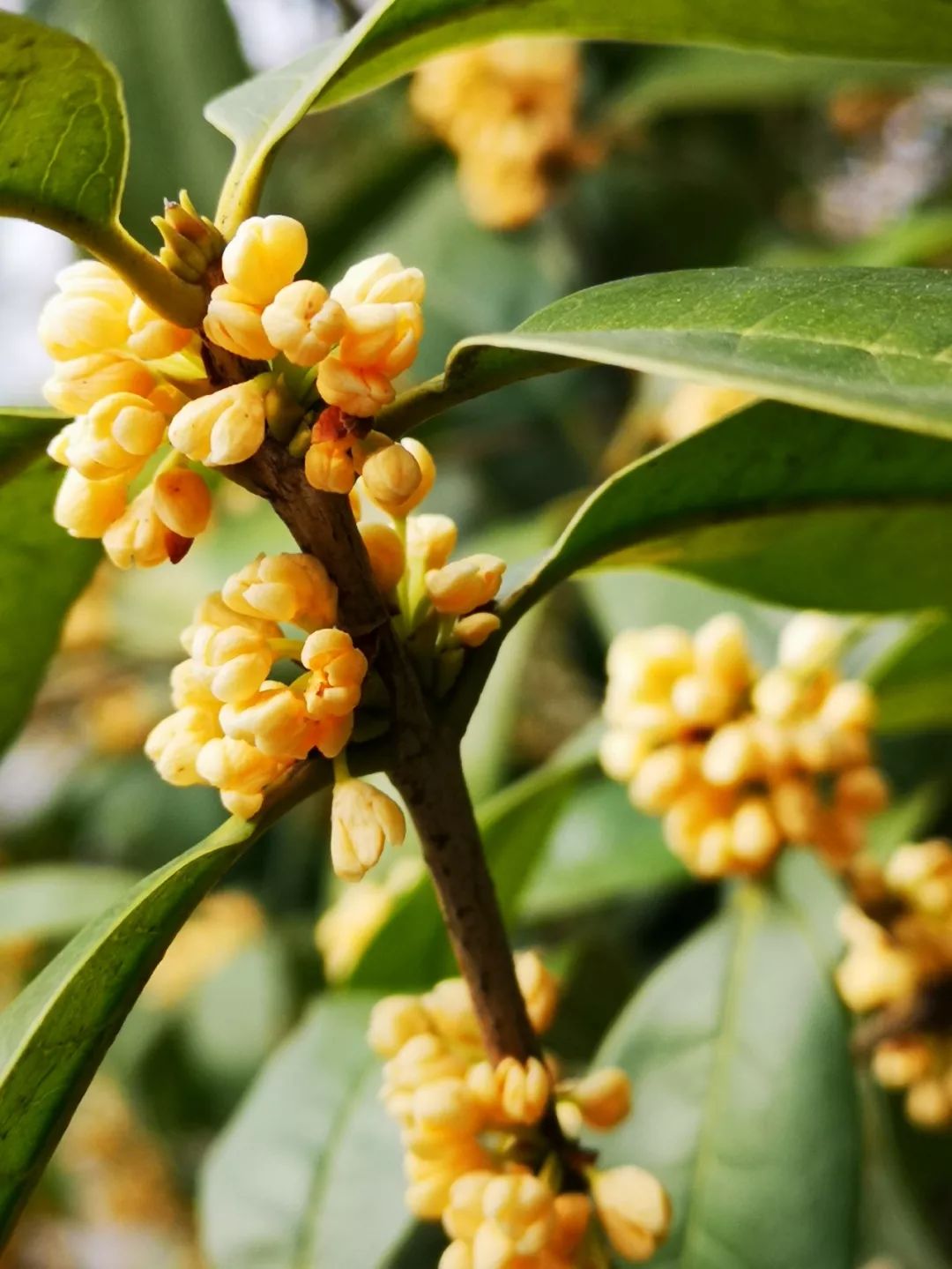 【赏花果行(287)】三九严寒,银桂花开~~_天鹅湖