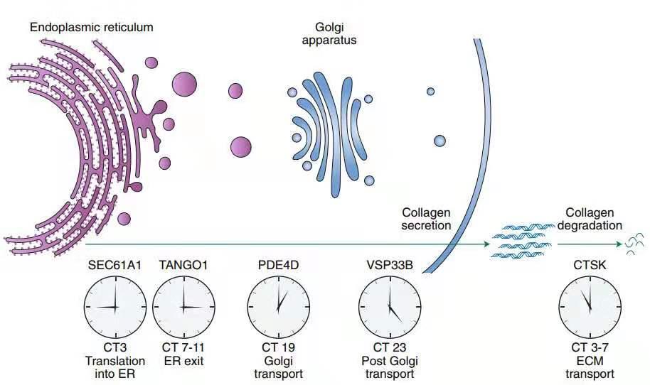 也有昼夜节律的表达,综合来说就是,胶原蛋白每天在夜间合成分泌,而在