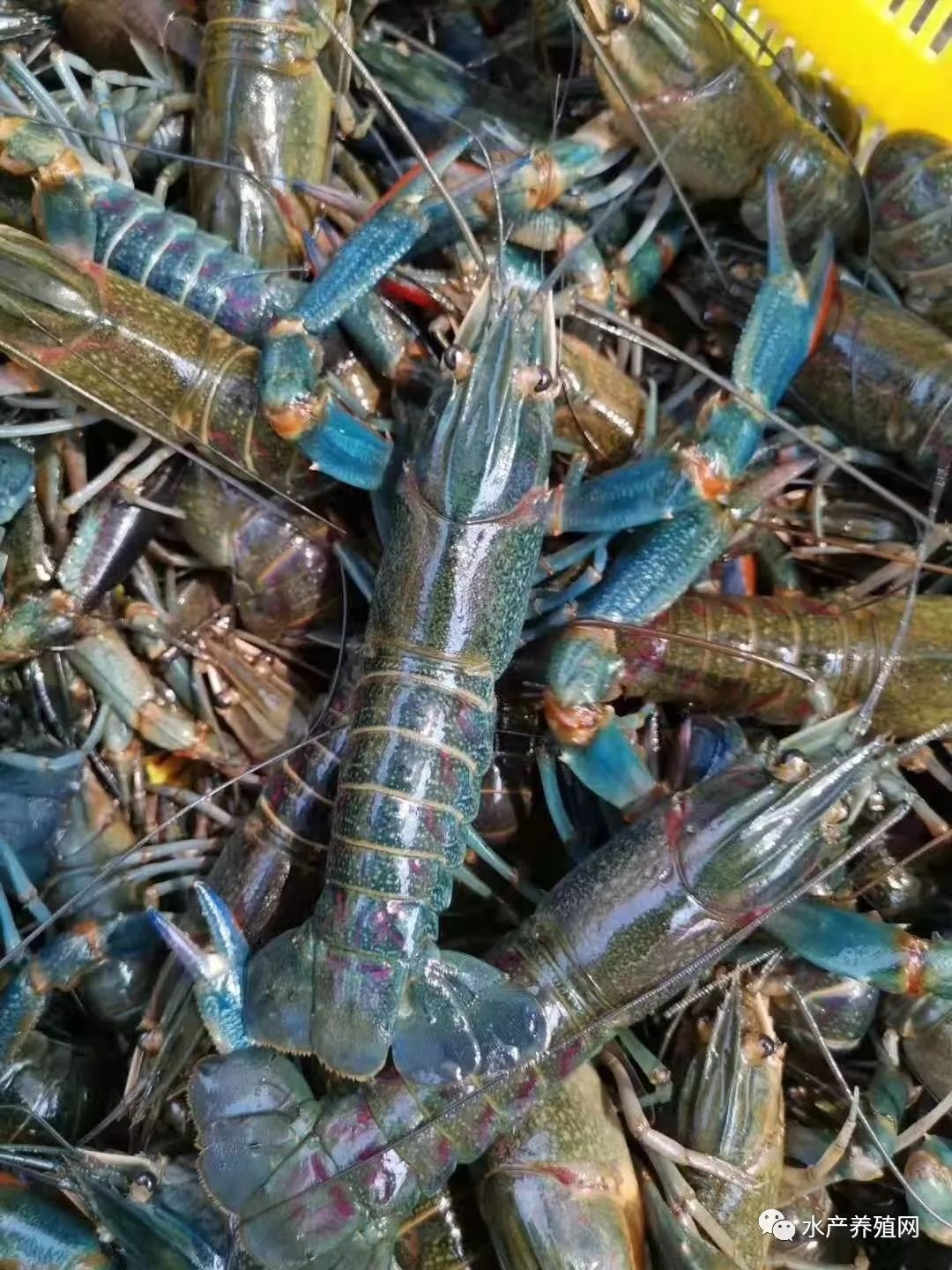 中山小伙搭"屋"建"楼"养殖澳洲龙虾大获成功,获3000多万订单_梁辉