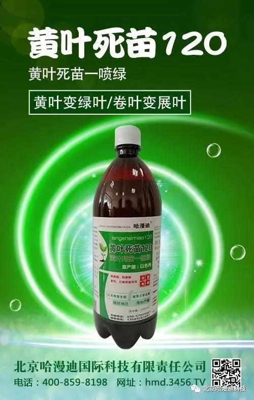 一文让大家明白大蒜叶枯病的发病规律以及怎么样才能有效的防治