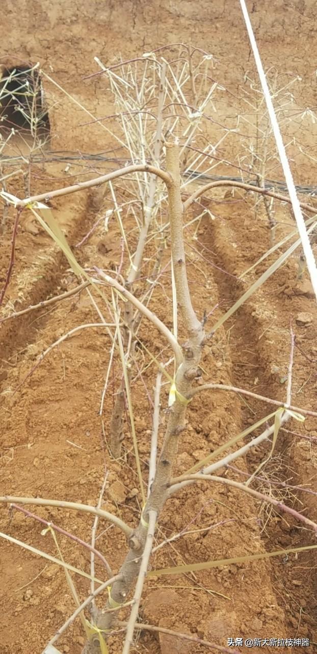 这些果树拉枝的方法您中招了几个